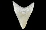 Serrated, Fossil Megalodon Tooth - Aurora, North Carolina #176582-1
